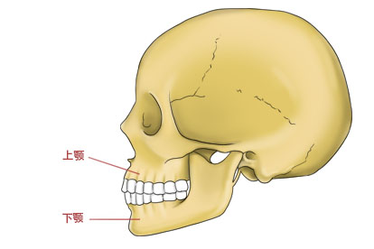 上颌下颌的位置图片图片