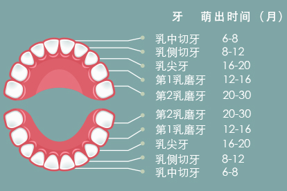 萌出時間順序圖