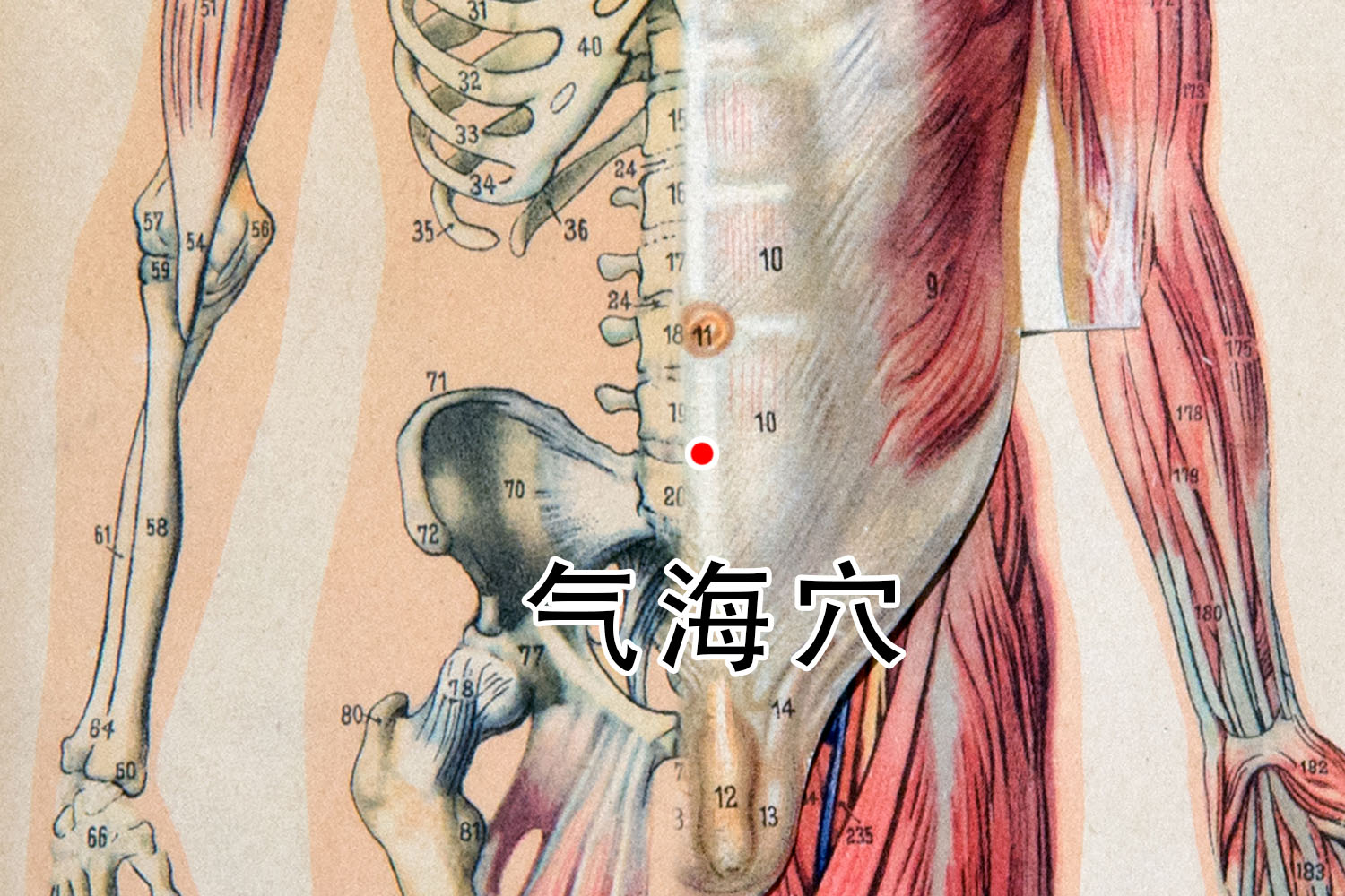 气海穴准确位置图