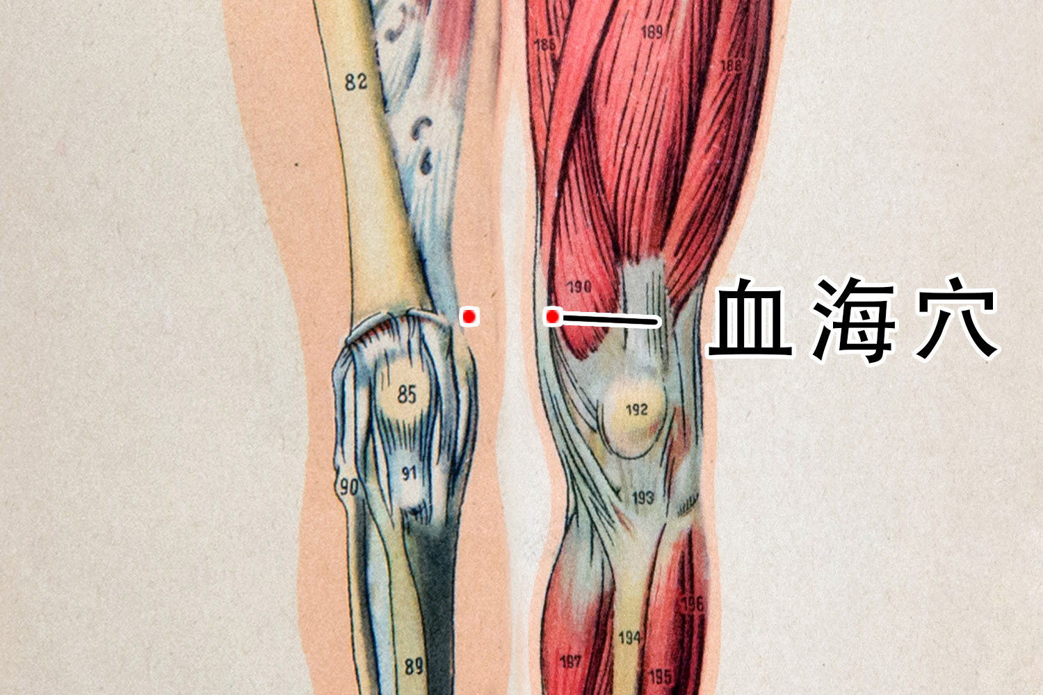 血海穴准确位置图