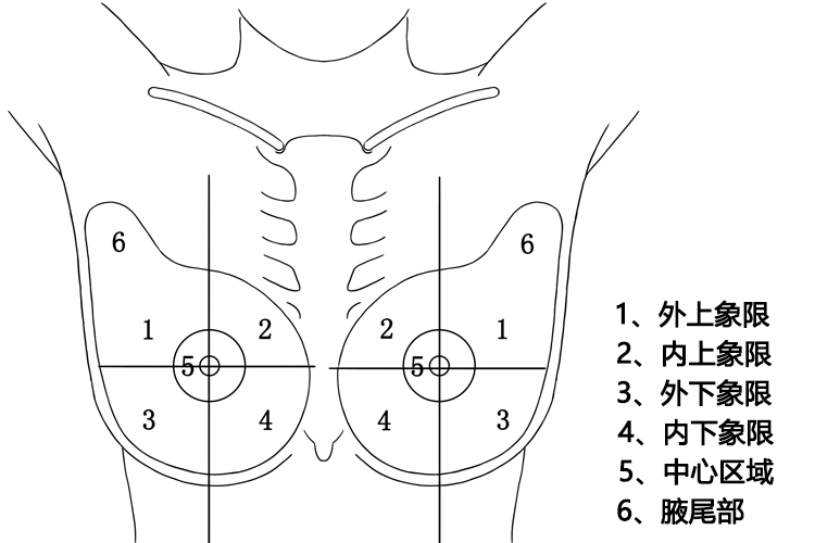 乳腺的四大区域图