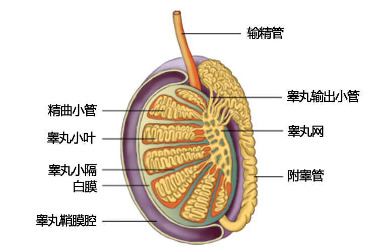 睾丸结构图