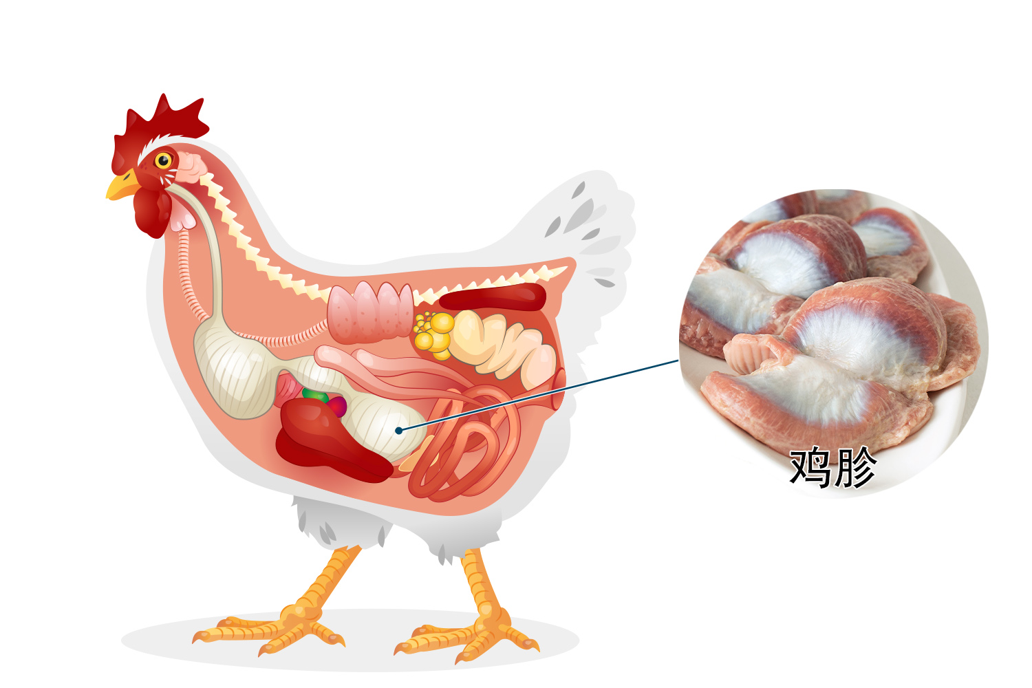 鸡胗位置图图片