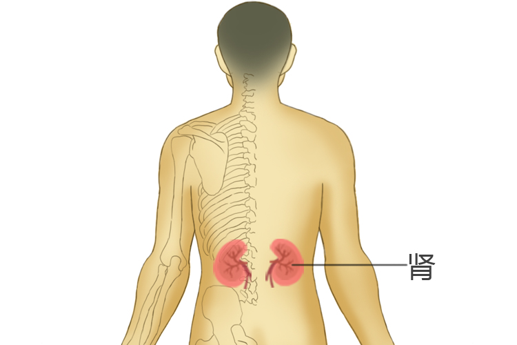 肾和腰子的位置图