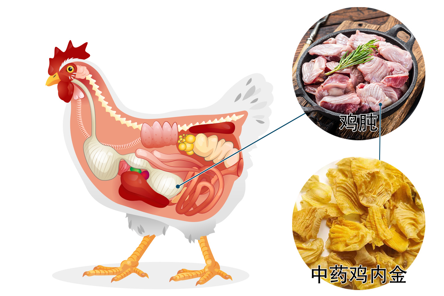 鸡肉营养部位图