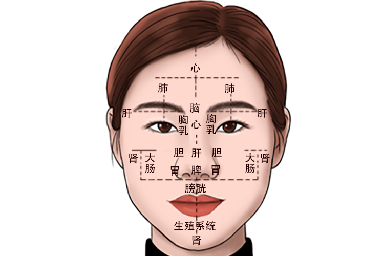 面部脏腑反射区图