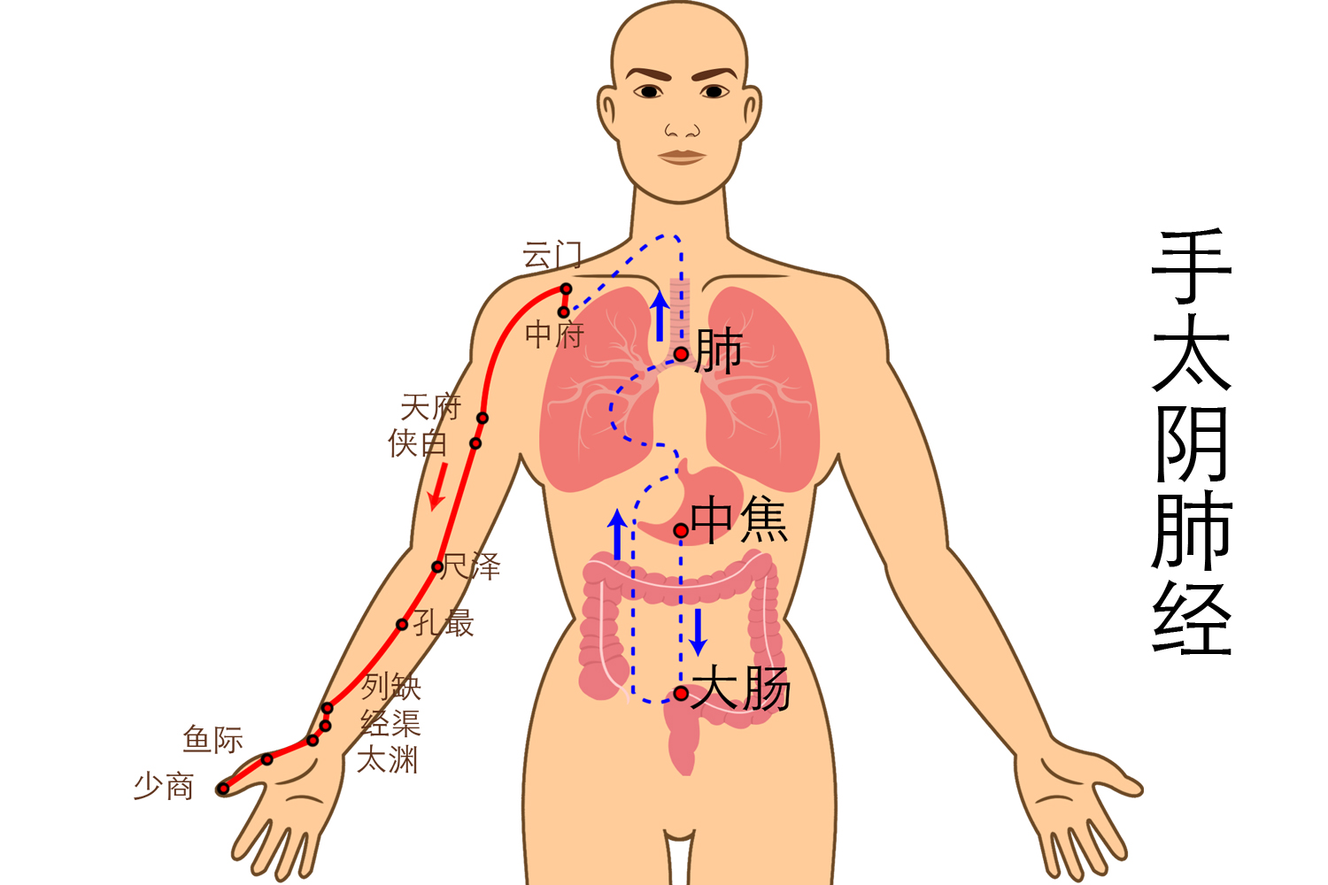 手太阴肺经图