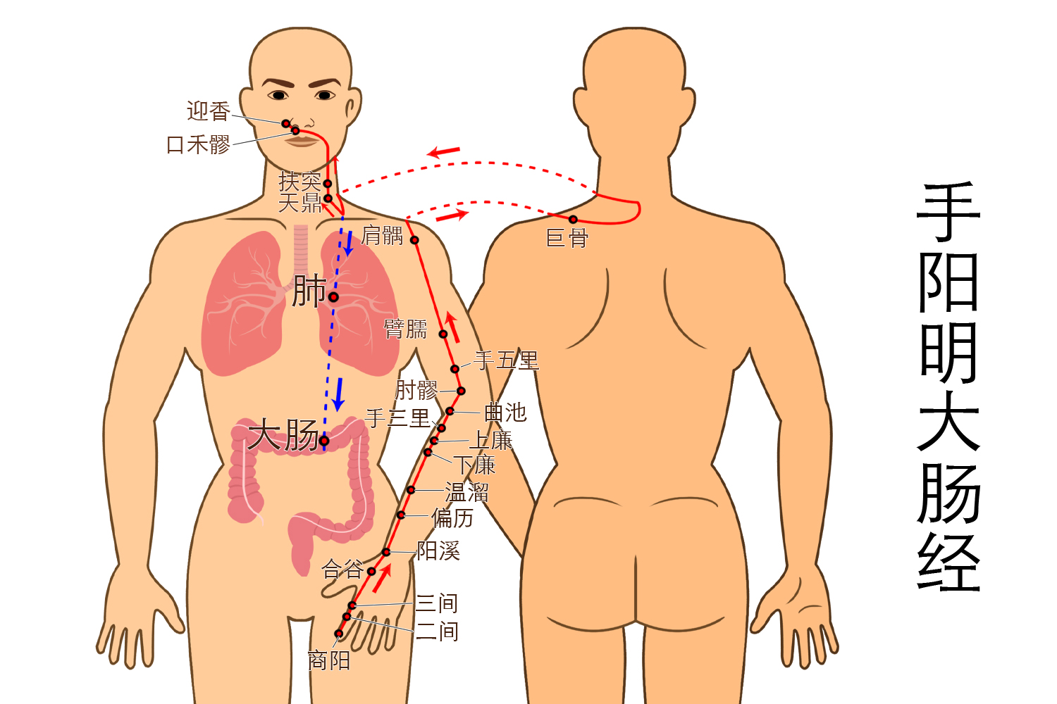手阳明大肠经图