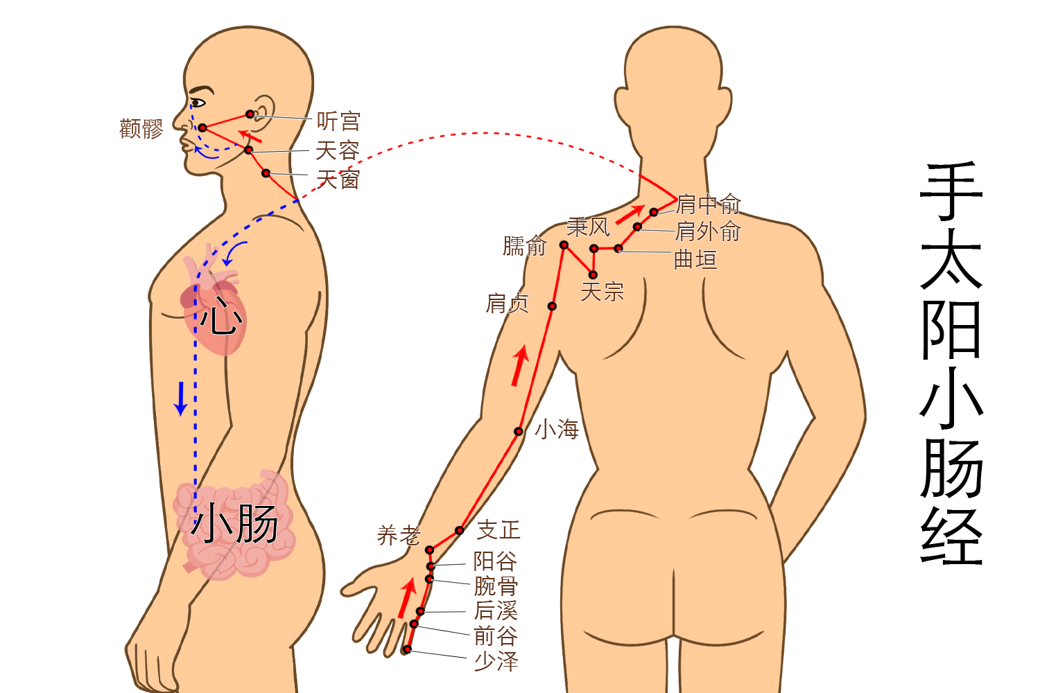 手太阳小肠经图