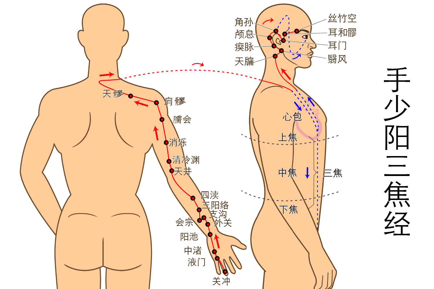手少阳三焦经图
