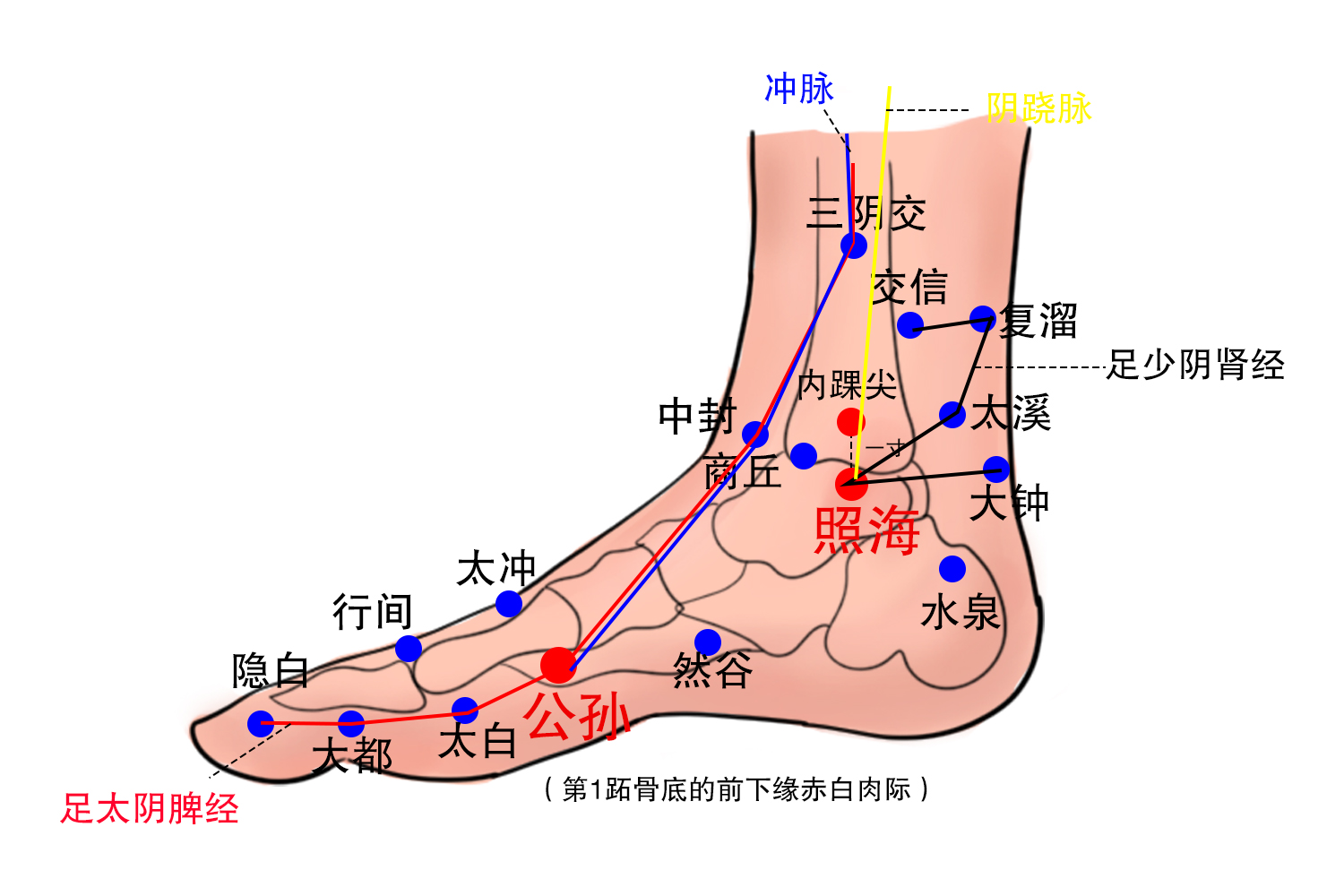交会穴公孙照海位置图
