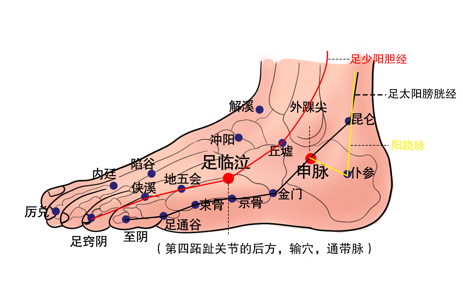 交会穴足临泣申脉图
