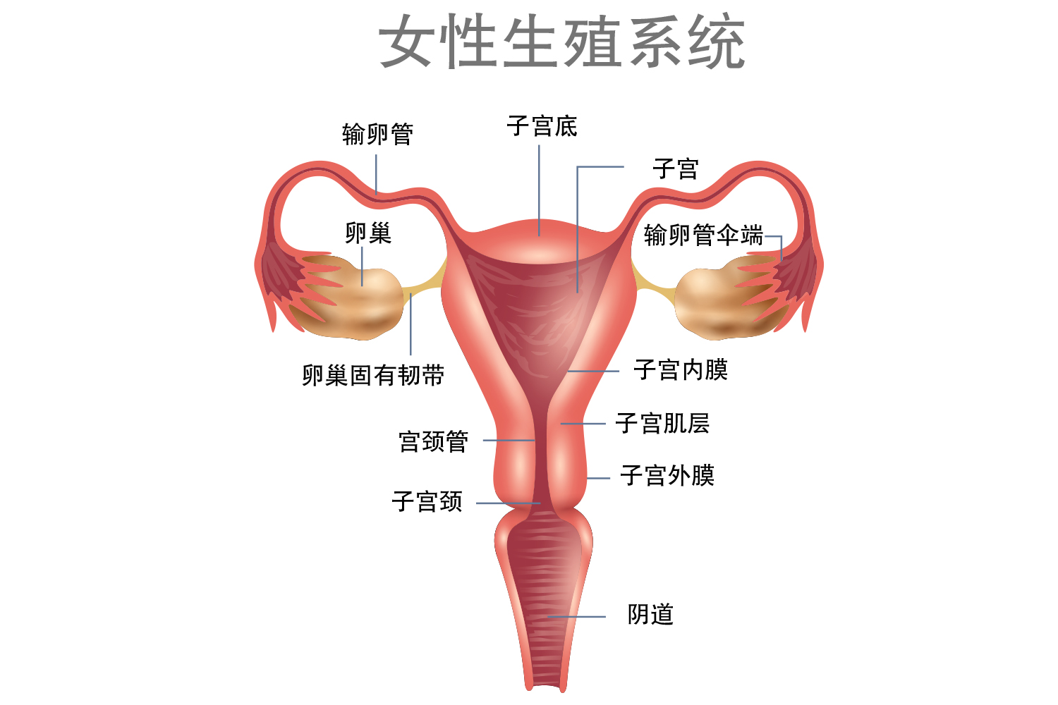 子宫的形态是上部比较宽,下部比较窄,呈倒梨形,最下方连接圆柱状的