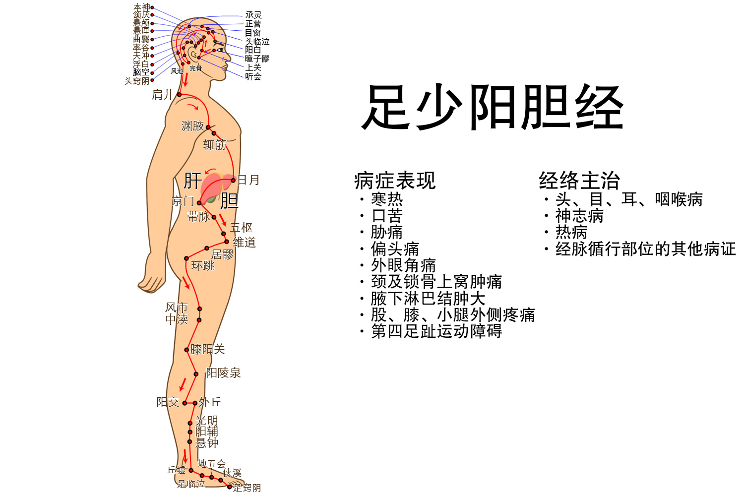 足少阳胆经图片