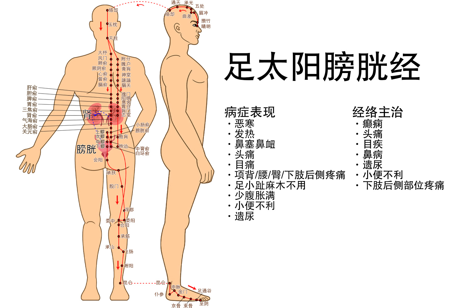 足太阳膀胱经图片