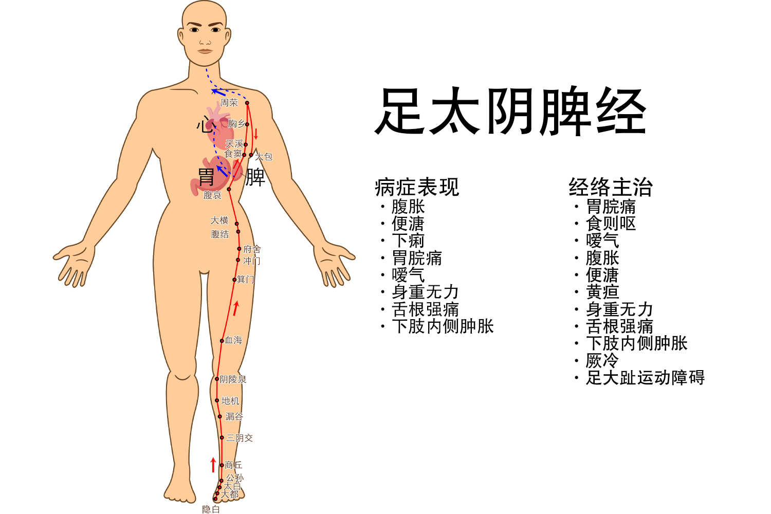 人体大腿经络图及功用解析