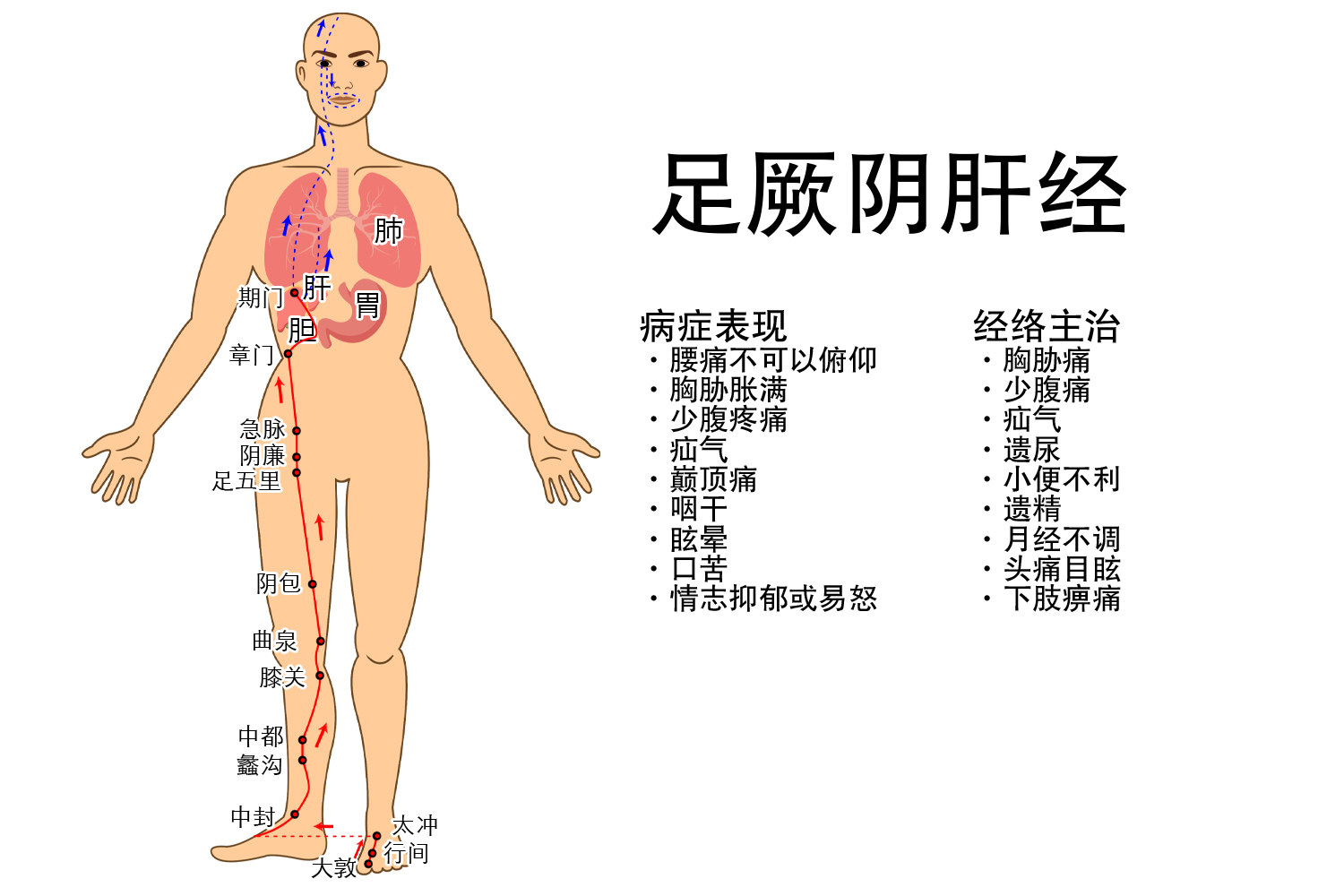 足厥阴肝经图片