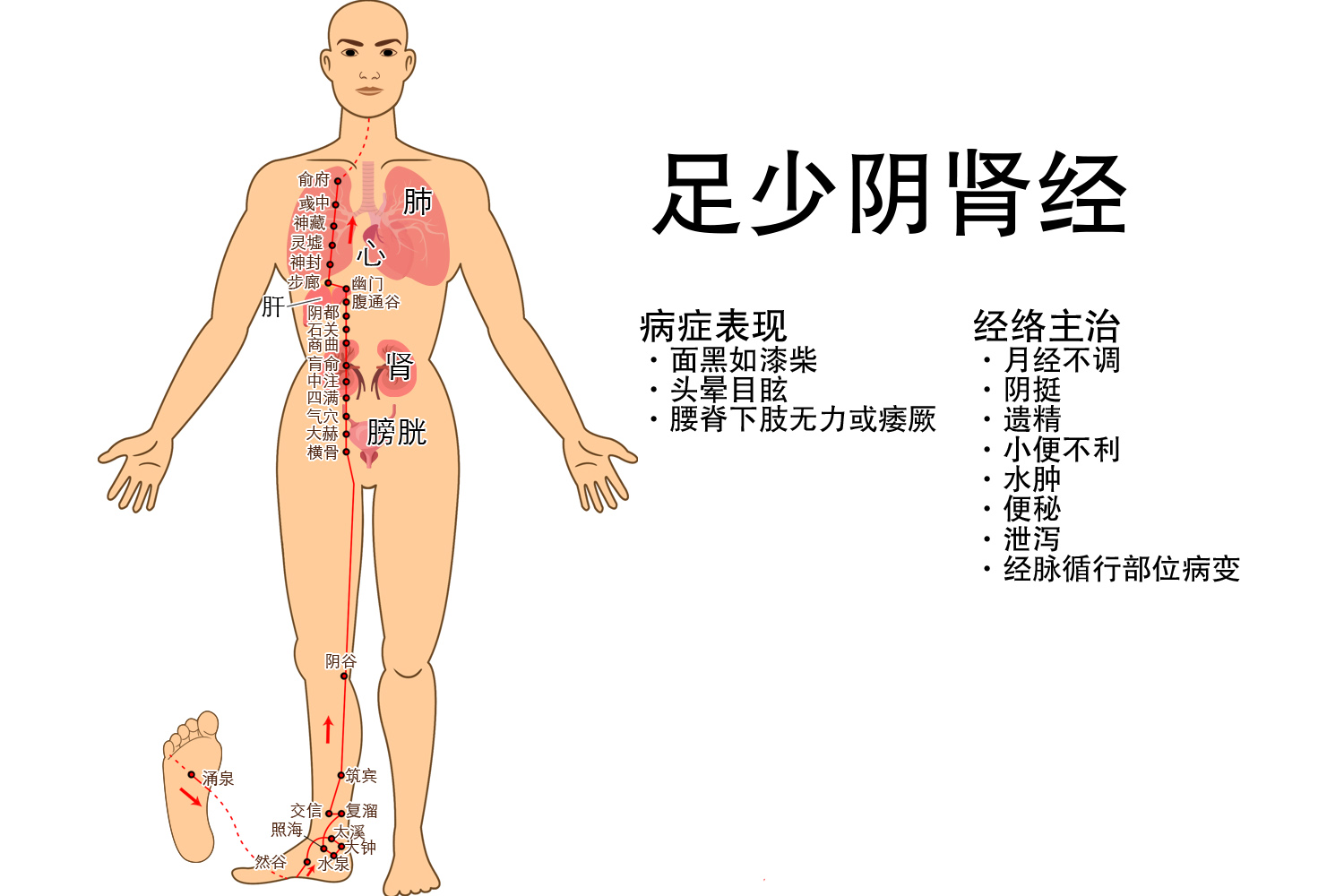 足少阴肾经图片