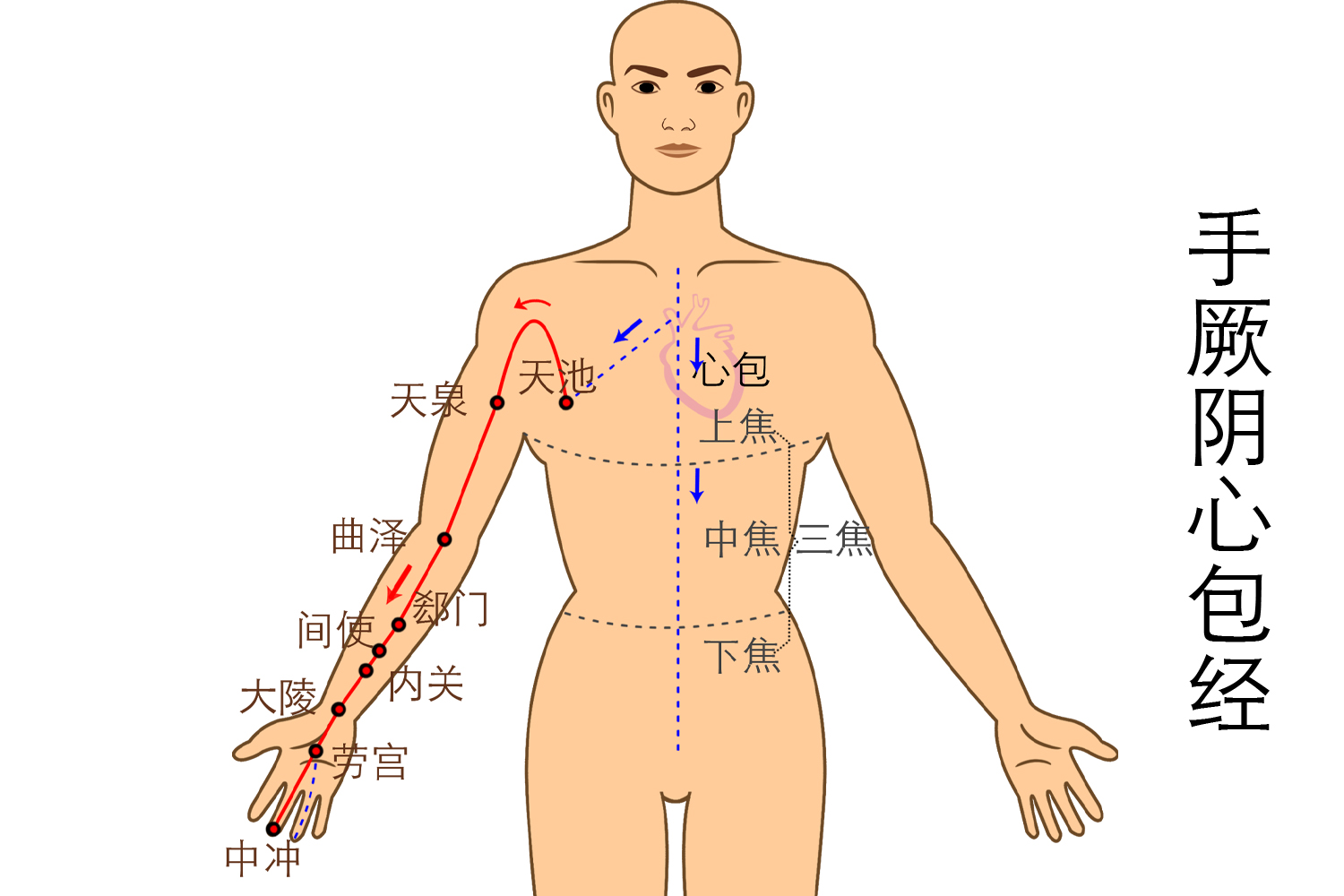 心包经走向经络图图片