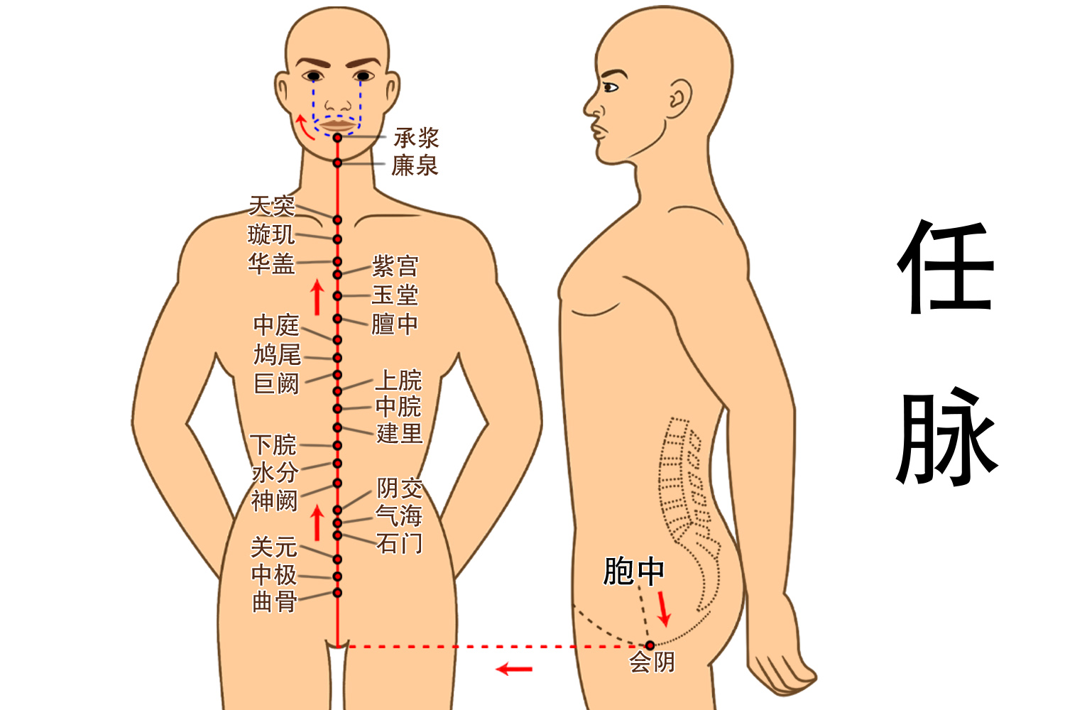 任脉图