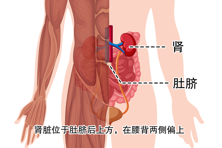 肾与肚脐的位置示意图