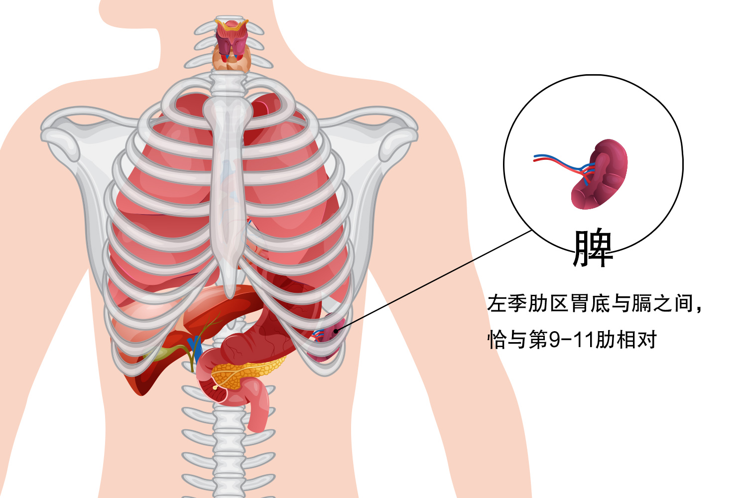脾位置图