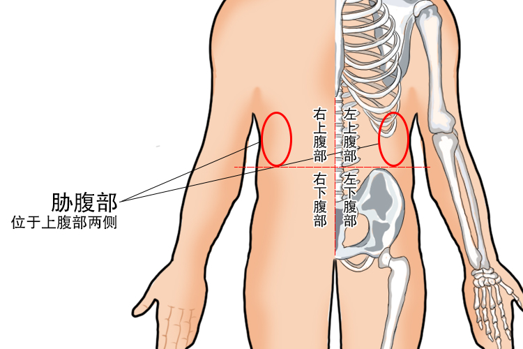 胁腹部图