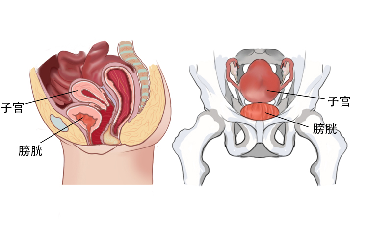 子宫跟膀胱的位置图图片