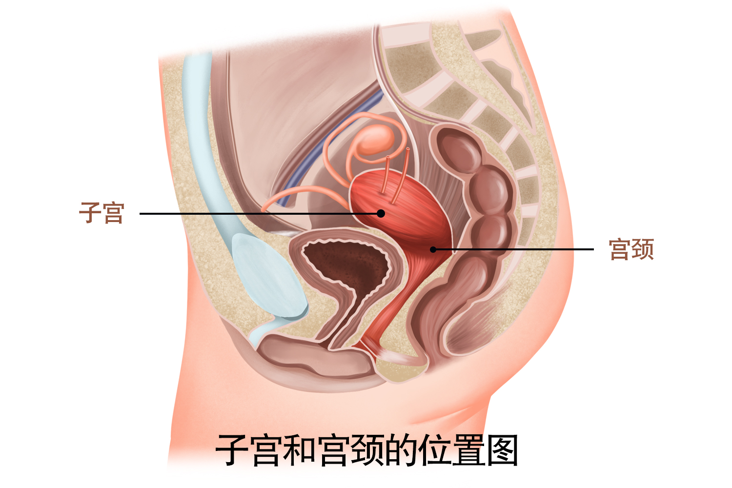 子宫和宫颈的位置图