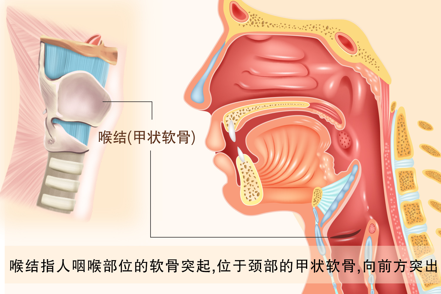 喉软骨