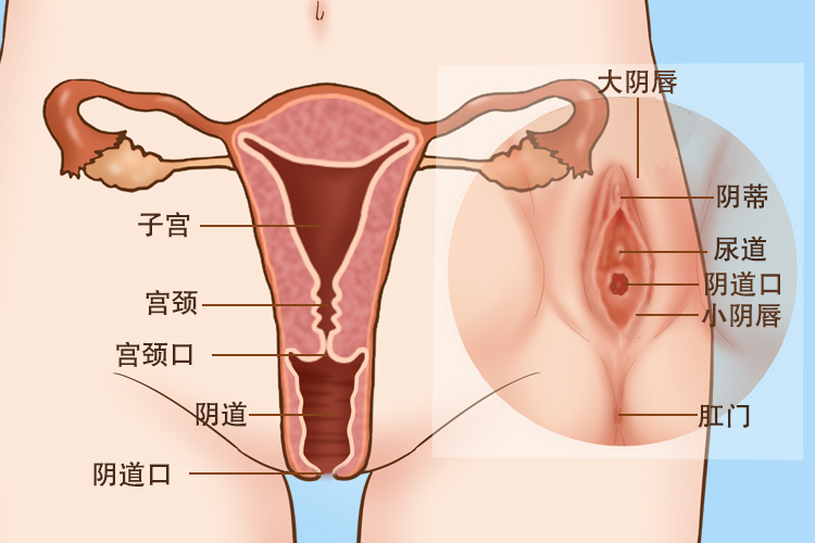 女婴外阴