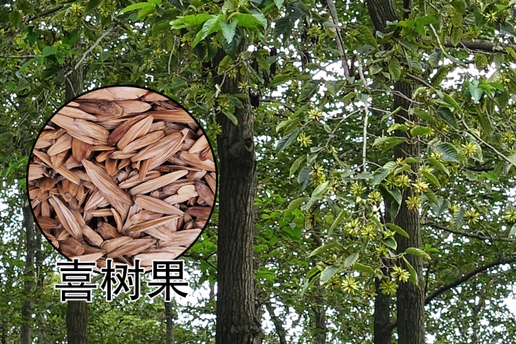 喜树果图片