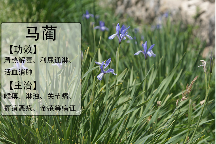 马蔺药用价值图片