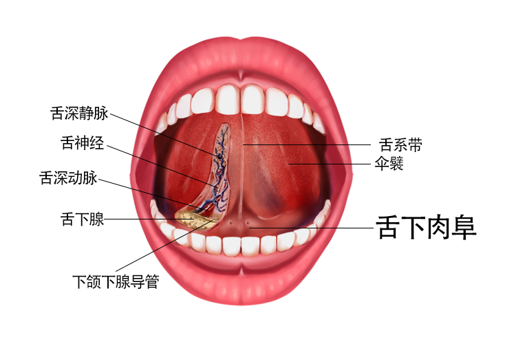 舌下肉阜图片