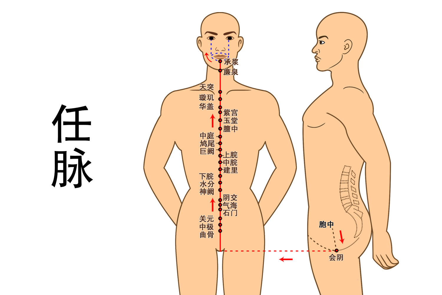 任督二脉图放大图片