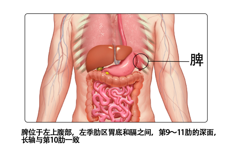 脾位置图片