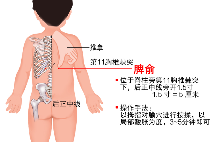 脾腧是什么位置图片图片