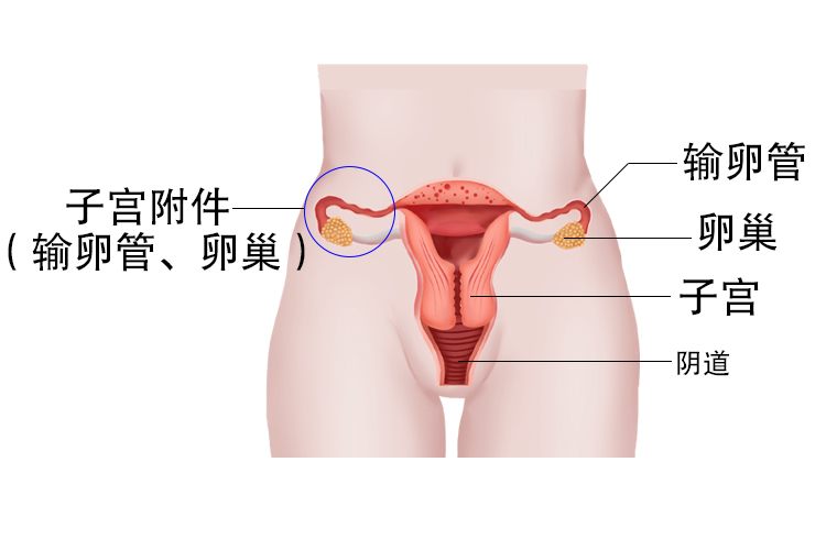 子宫和附件位置图