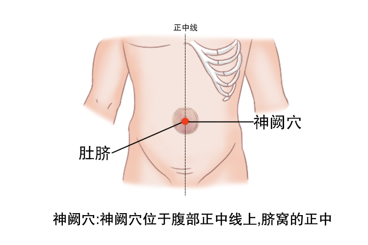 神阙穴图片