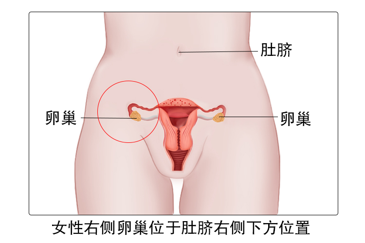 右侧卵巢位置图片