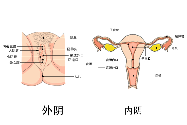 女性生理构造图片