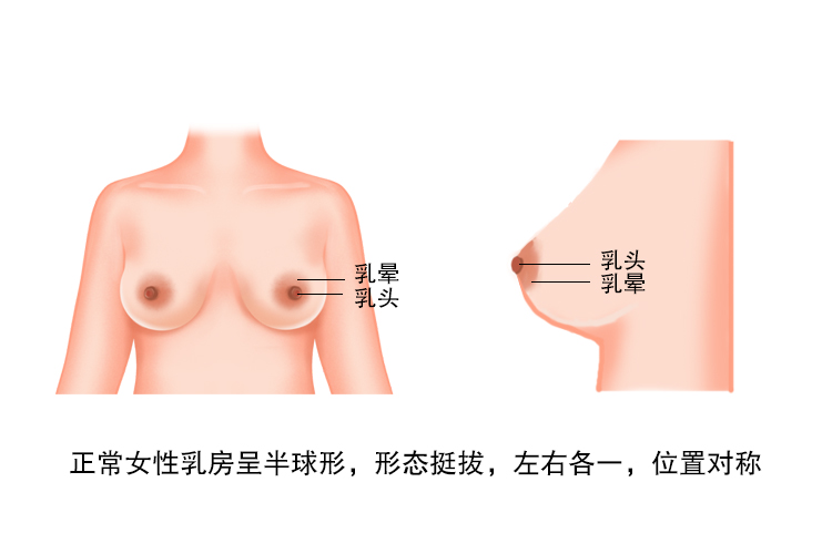 女性整个乳房图片