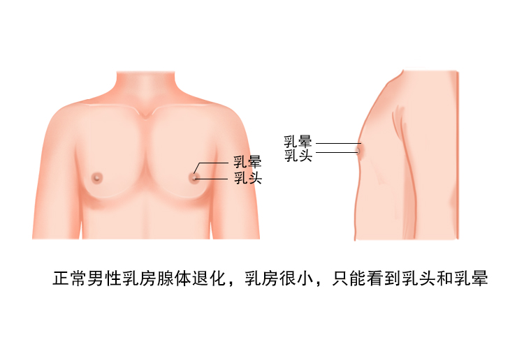 男性整个乳房图片