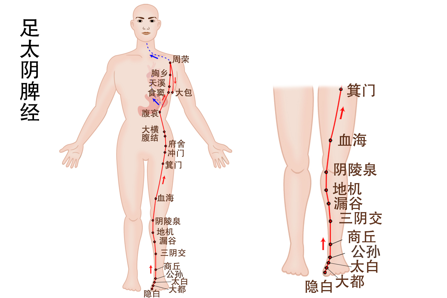 脾胃腿部的位置图图片