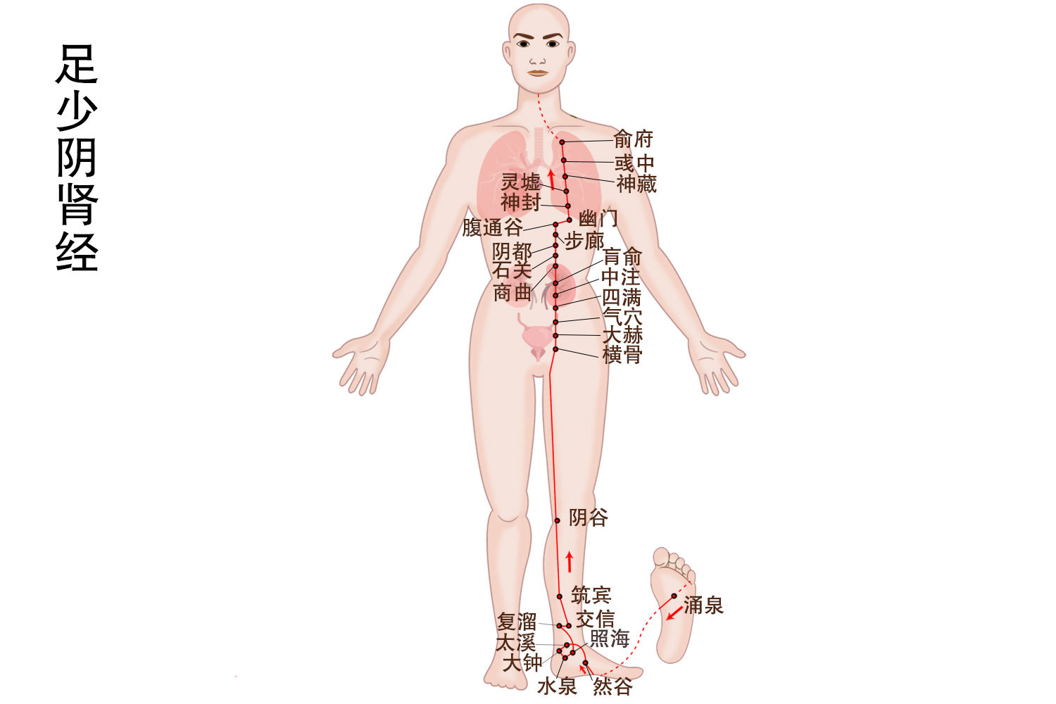 肾经准确位置图