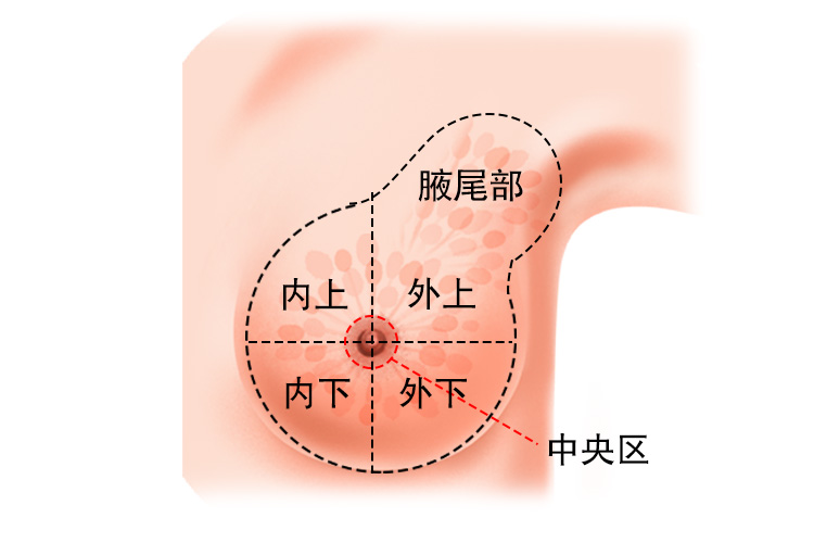 乳腺分区图