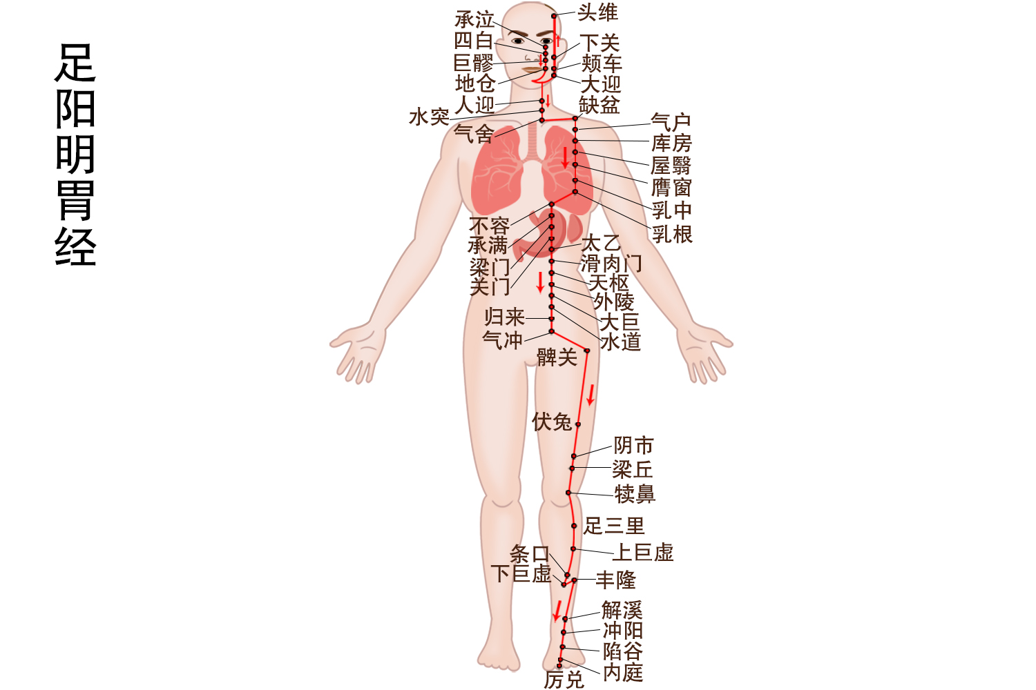 足阳明胃经经络图高清图片