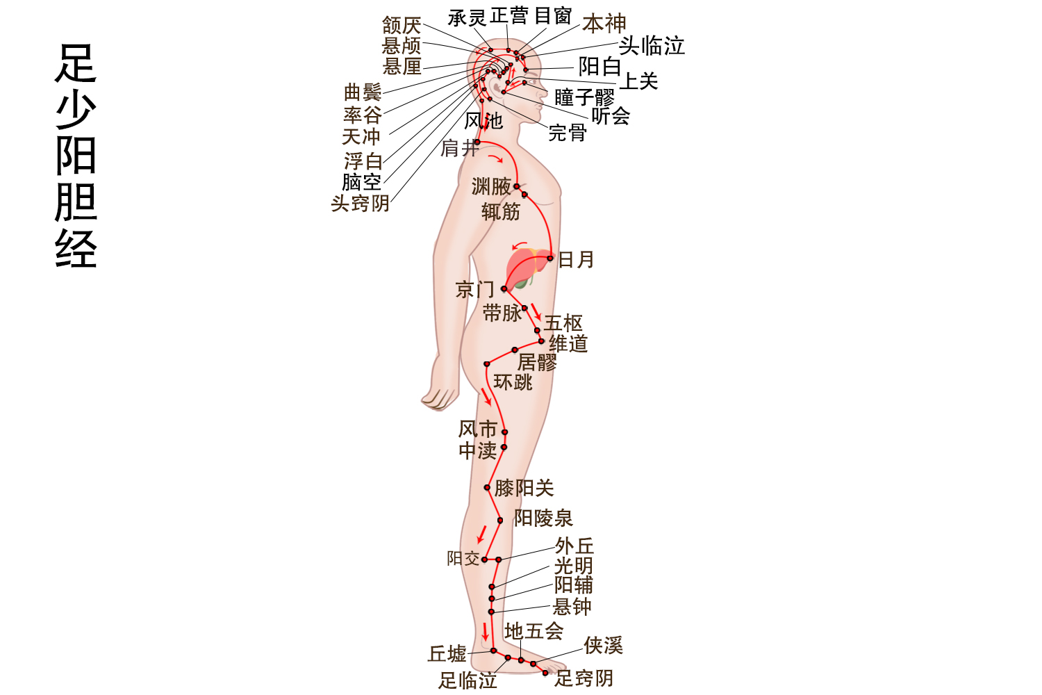 足少阳胆经图