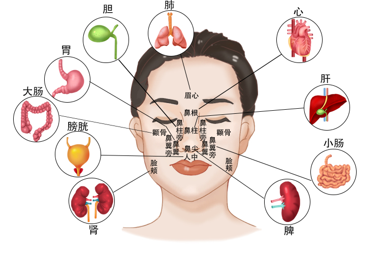 面部五脏六腑图