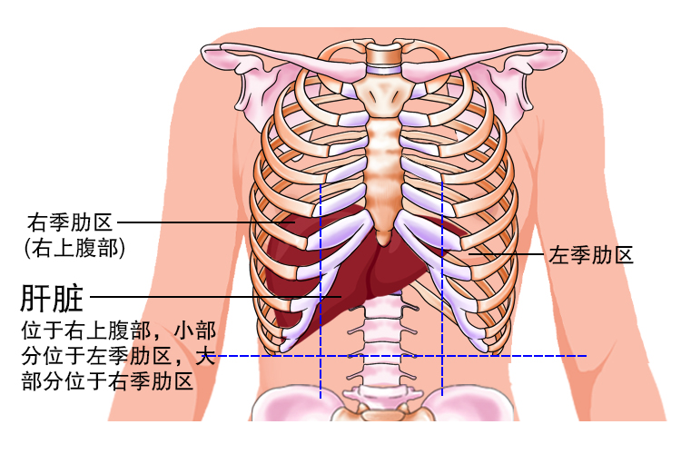 肝脏位置图